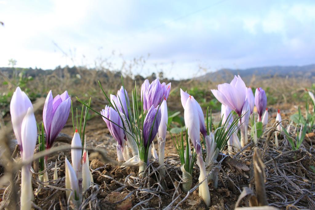 Agriturismo Feudo Muxarello Aragona Dış mekan fotoğraf