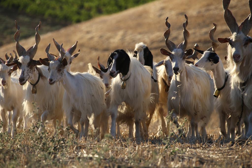 Agriturismo Feudo Muxarello Aragona Dış mekan fotoğraf